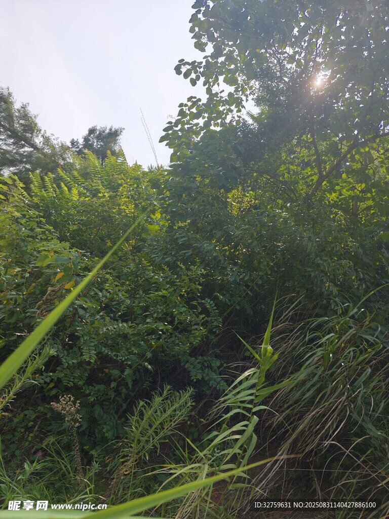 阳光洒落的茂密绿植