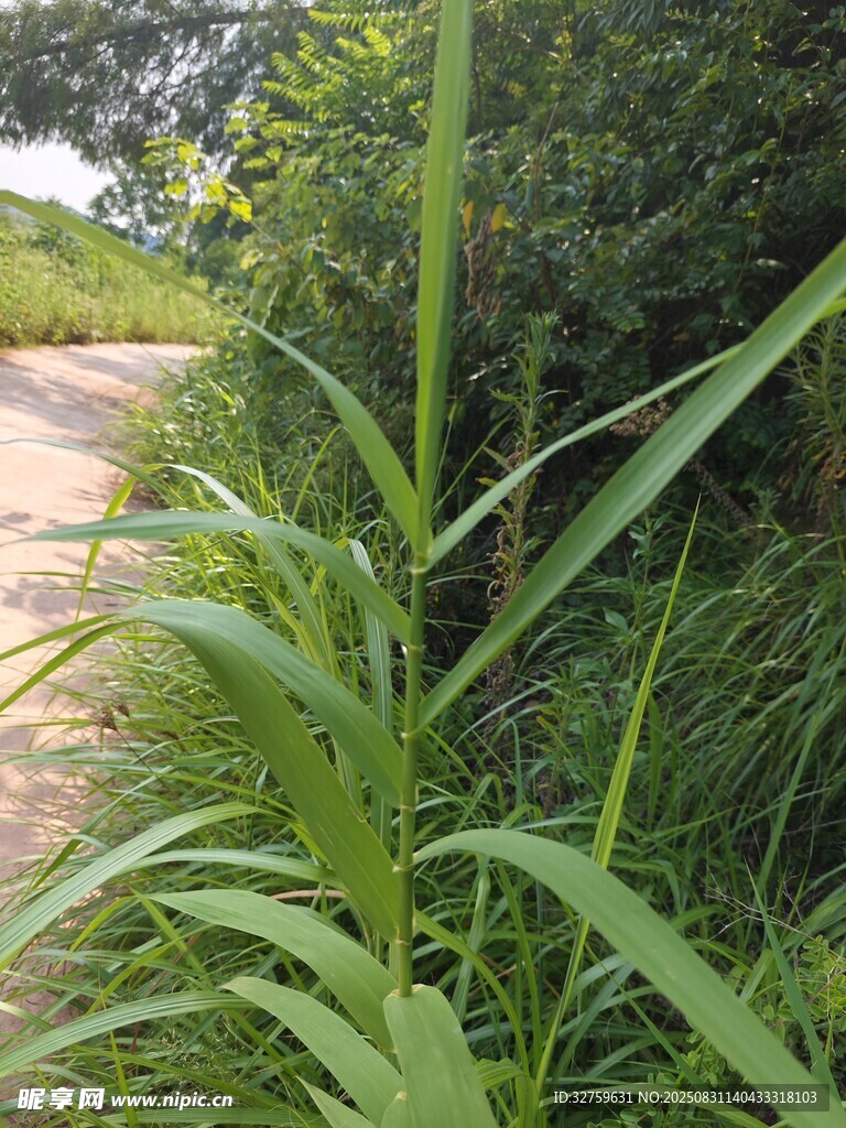 路边繁茂的绿色植物