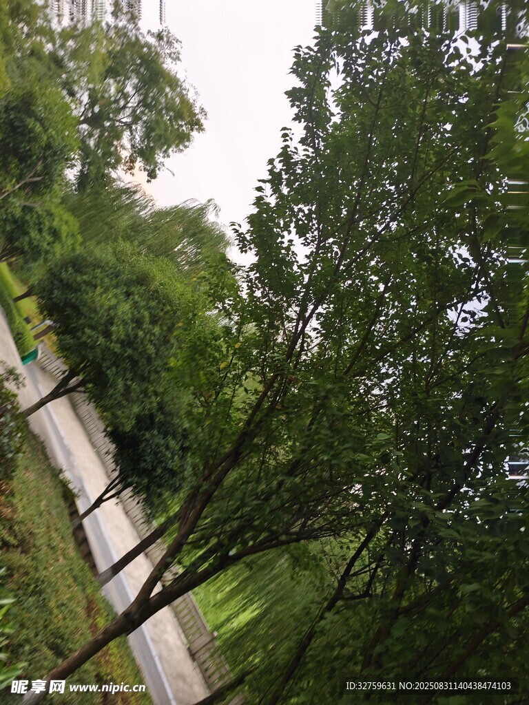 林间蜿蜒小路