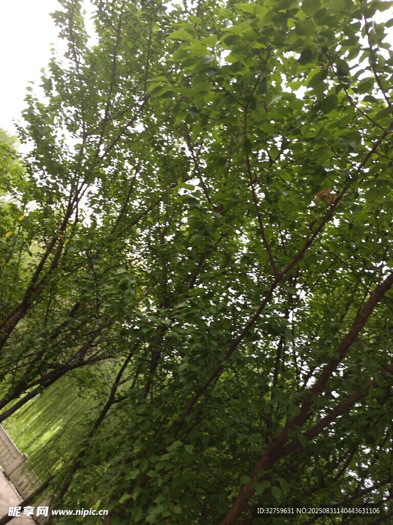 林间绿荫