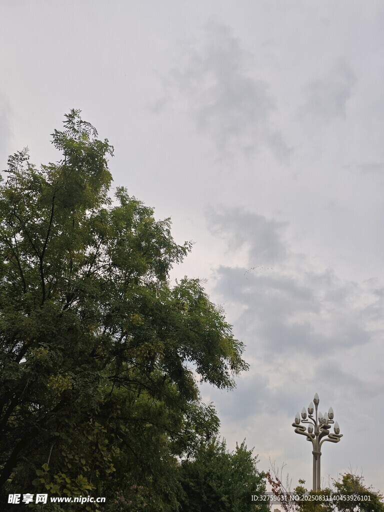 树梢之上的天空与灯杆