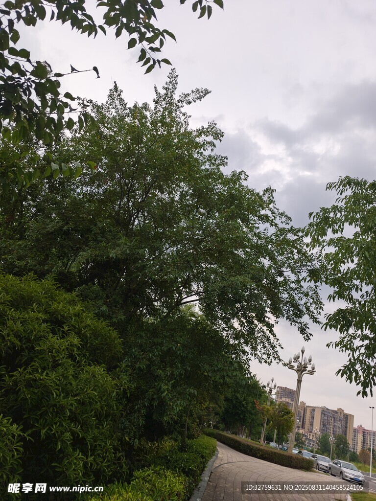 户外繁茂绿树景观