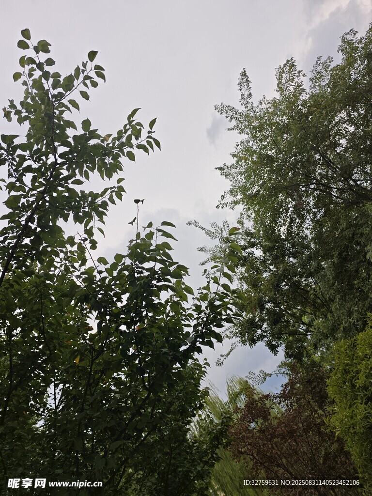 户外绿树景致