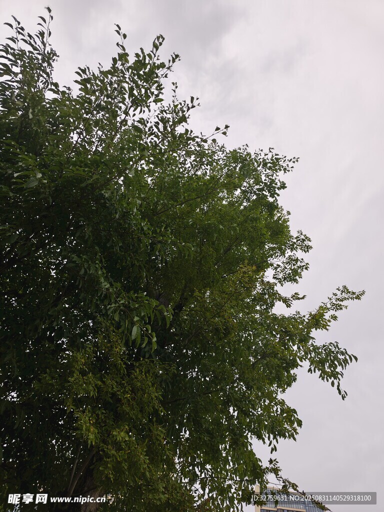 绿叶繁茂的树木