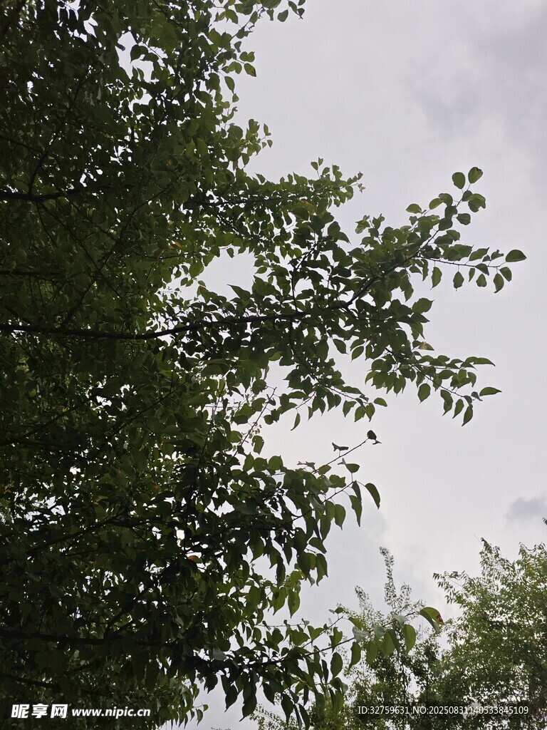 枝叶繁茂的绿树景象