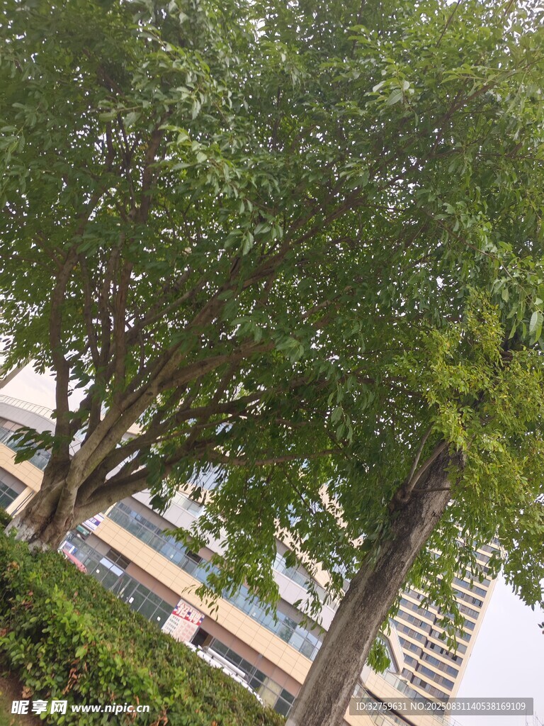 城市中葱郁茂盛的绿树