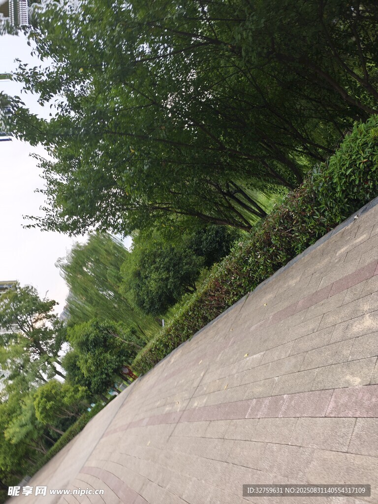 林荫下的静谧道路