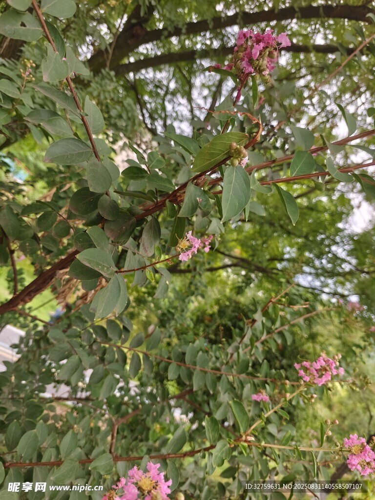 繁花满枝的翠绿树木