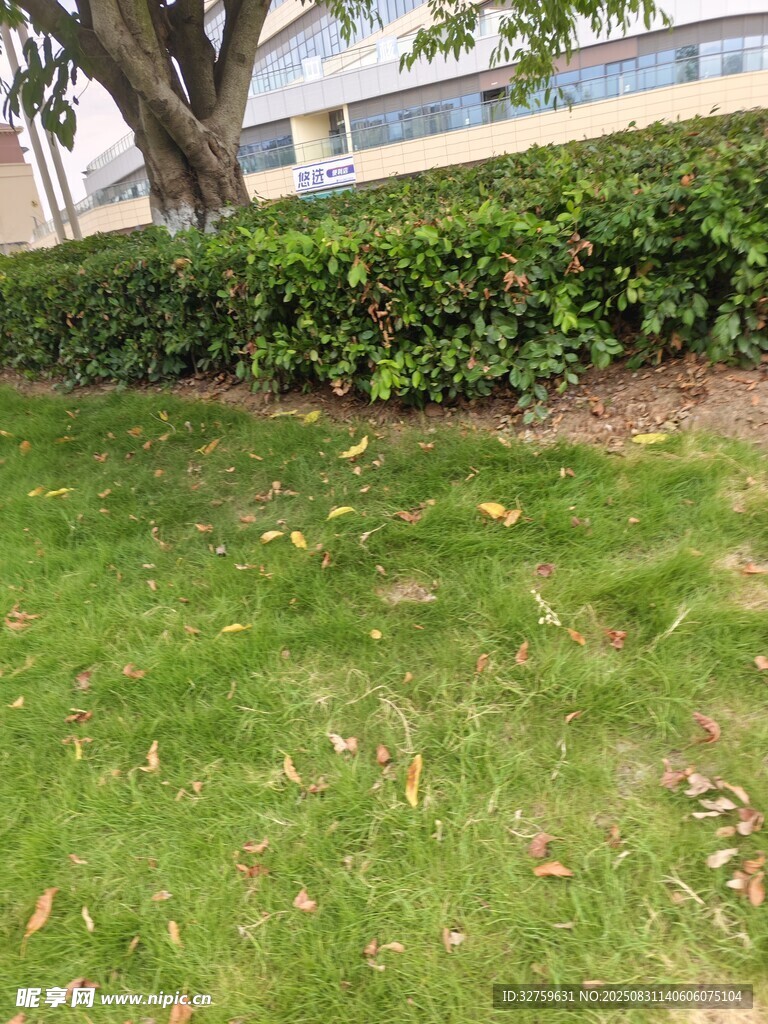 户外草坪与绿植景观