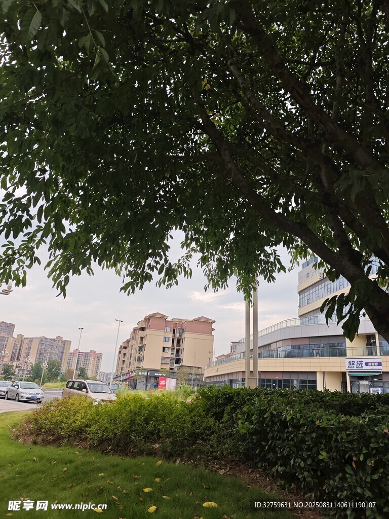 树下城市景观
