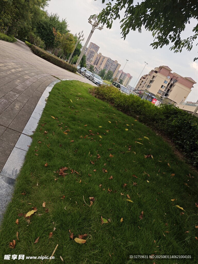 路边翠绿草坪景致