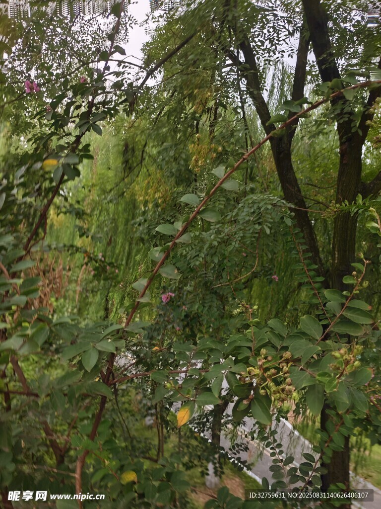 秋日繁茂树林景象