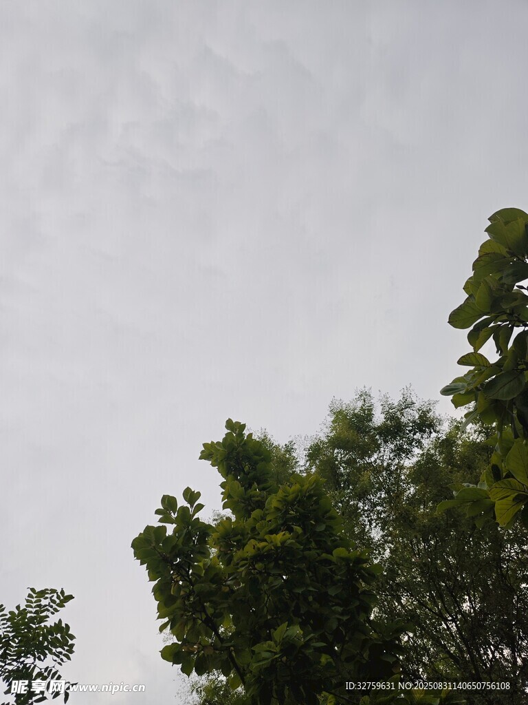 树梢之上的灰白天空