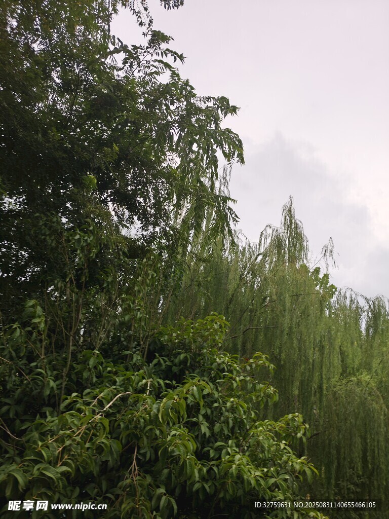 繁茂绿植