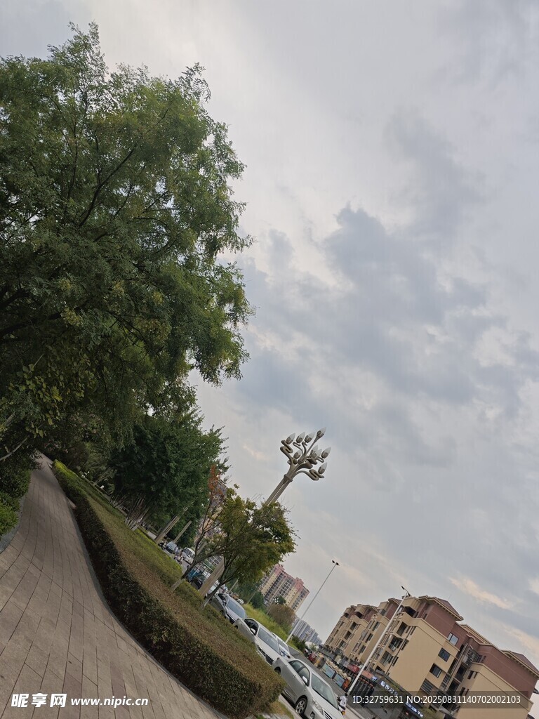 城市街道旁的绿树与建筑