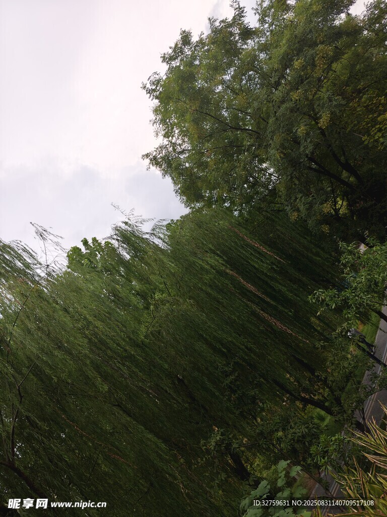 茂密绿植的自然景象