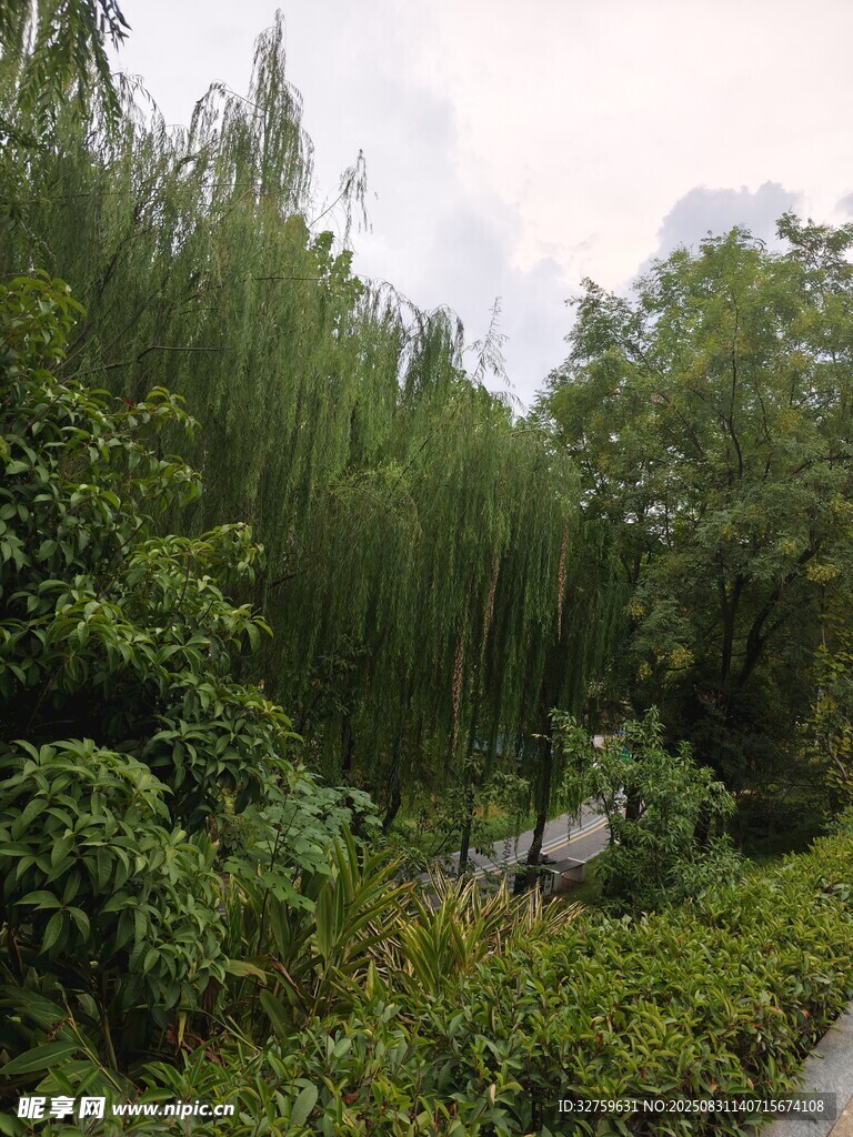 绿意盎然的林间小道