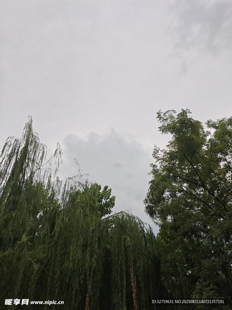 阴天中的葱郁树木