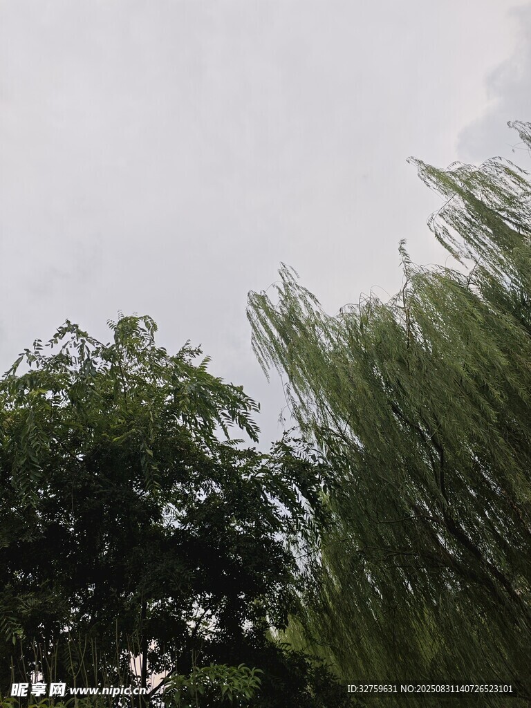 雨中垂柳与绿树