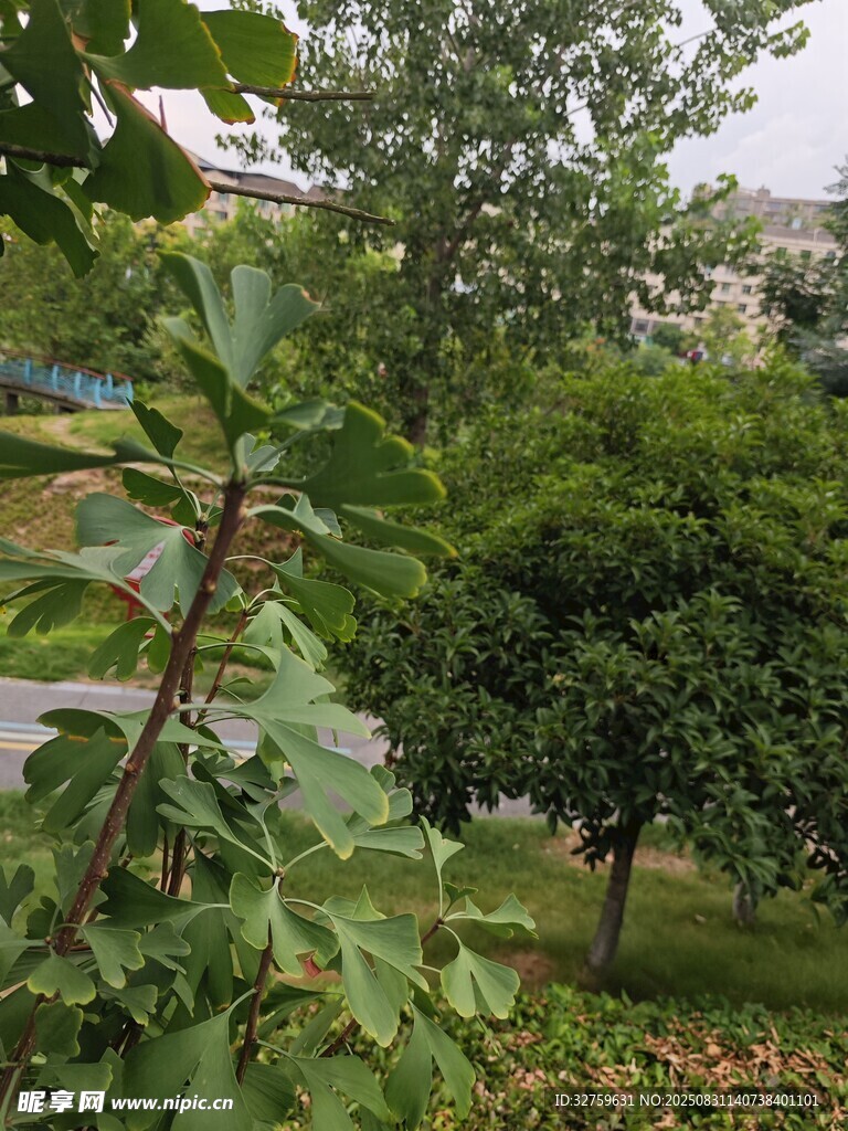 绿意盎然的户外园林景观