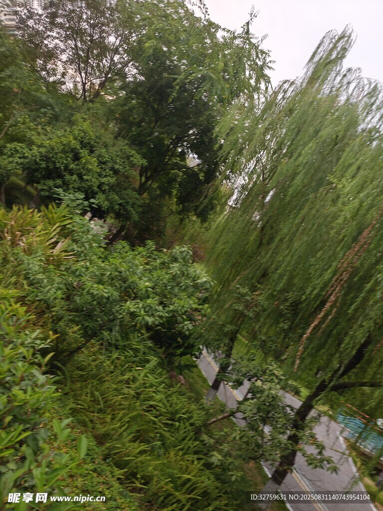 绿意盎然的林间小道