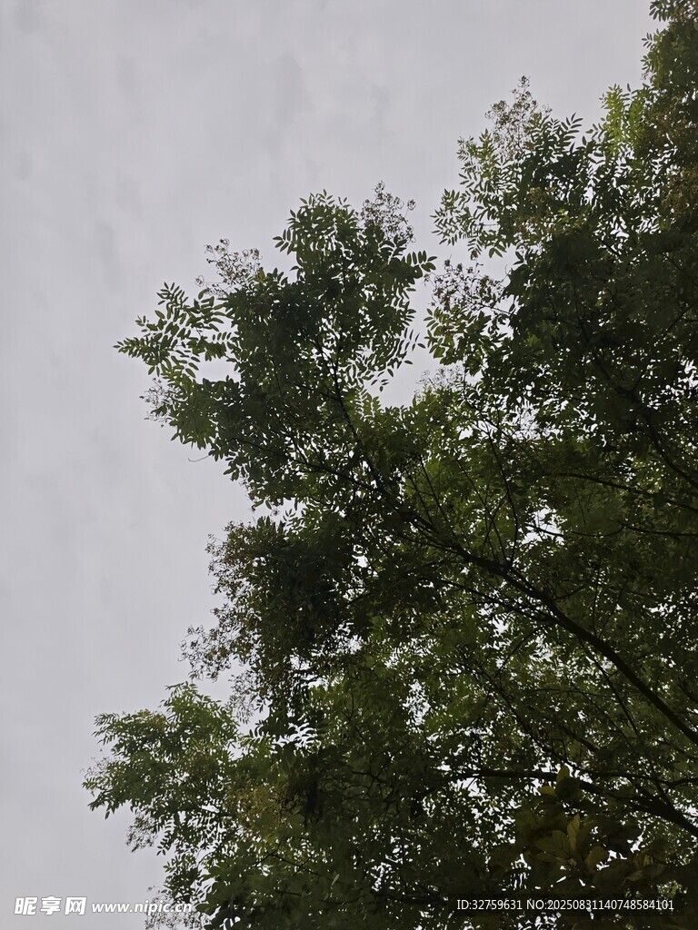 仰视葱郁树木