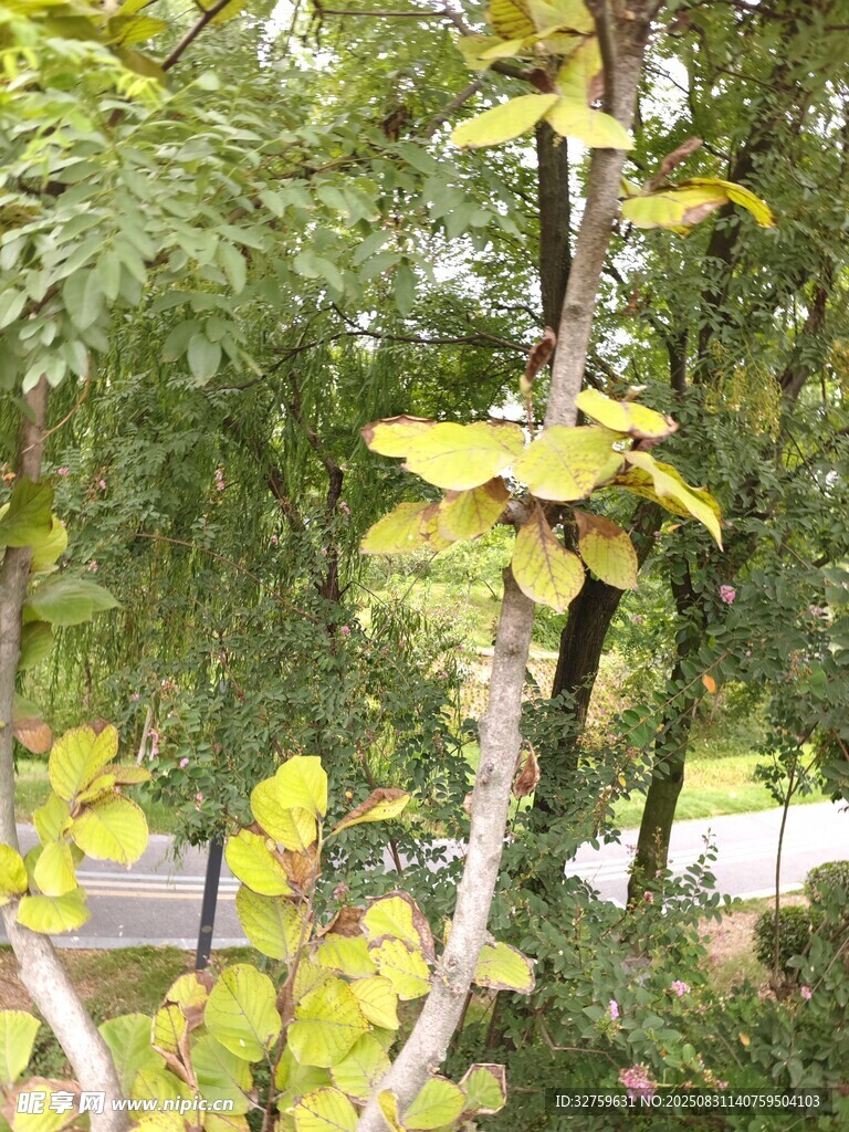 绿叶繁茂的植物景观