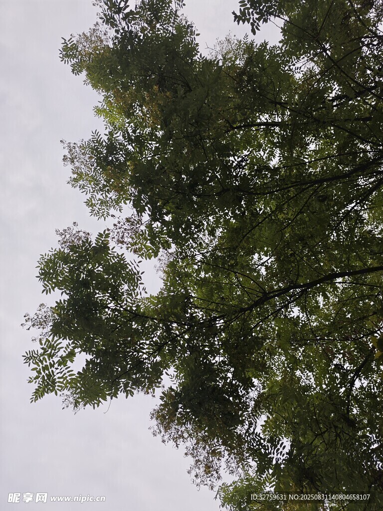 仰视茂密绿树树冠
