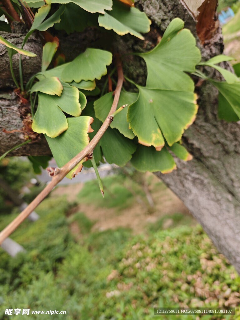 银杏枝叶特写