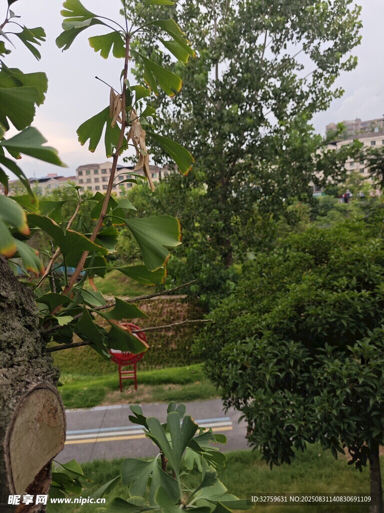 绿意盎然的户外园林景致