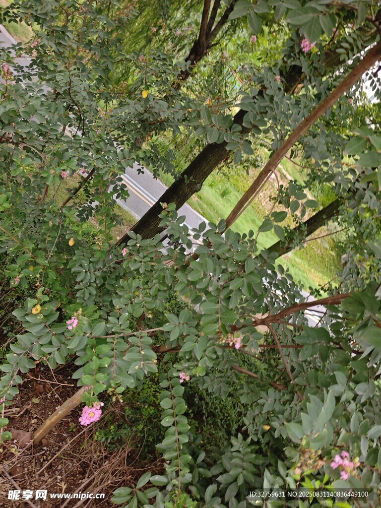 花园中的绿植与粉色花朵