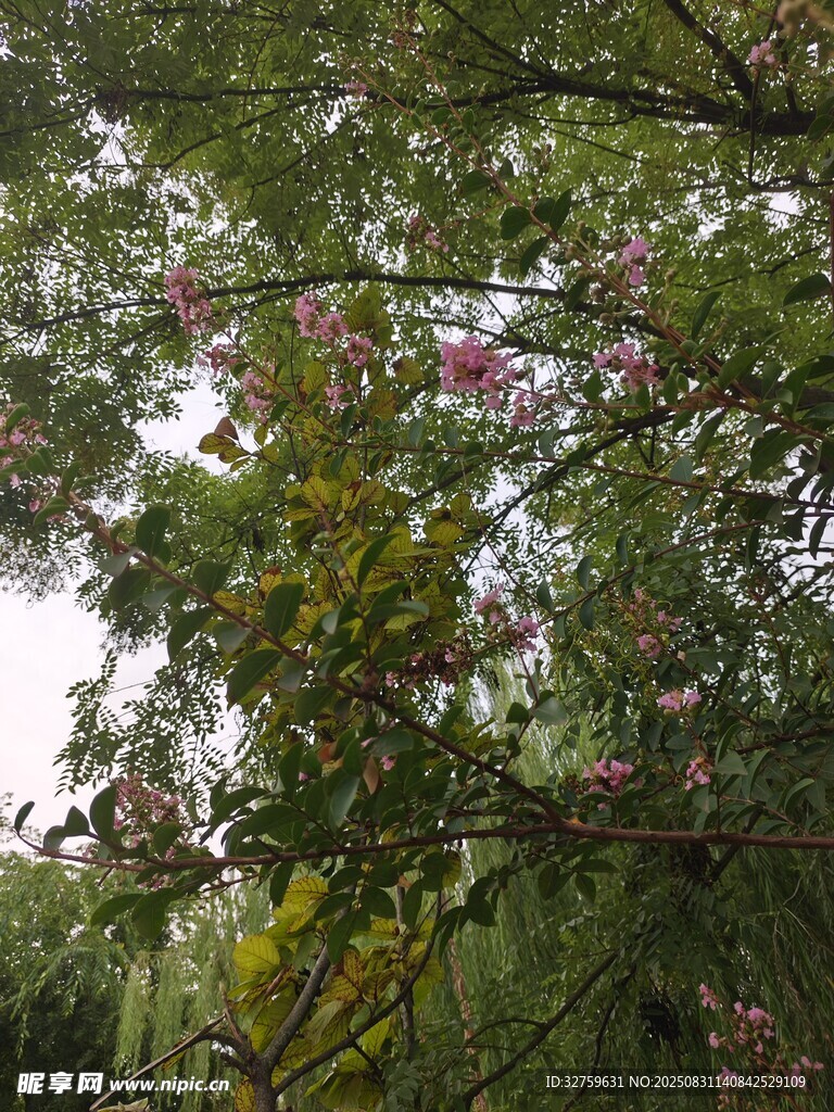 繁花满树的葱郁绿植