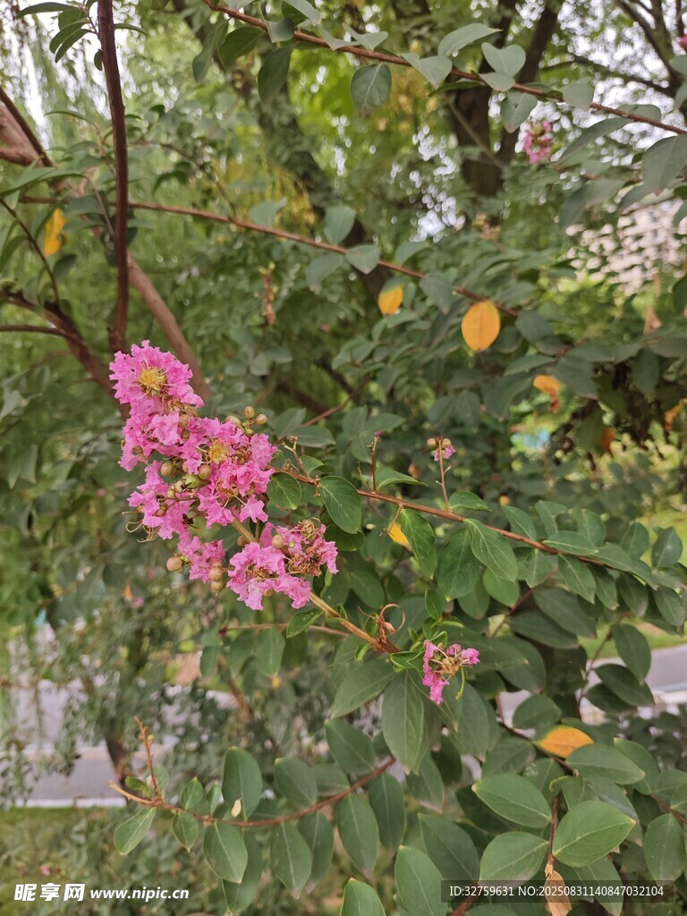 枝头绽放的娇艳粉色花朵