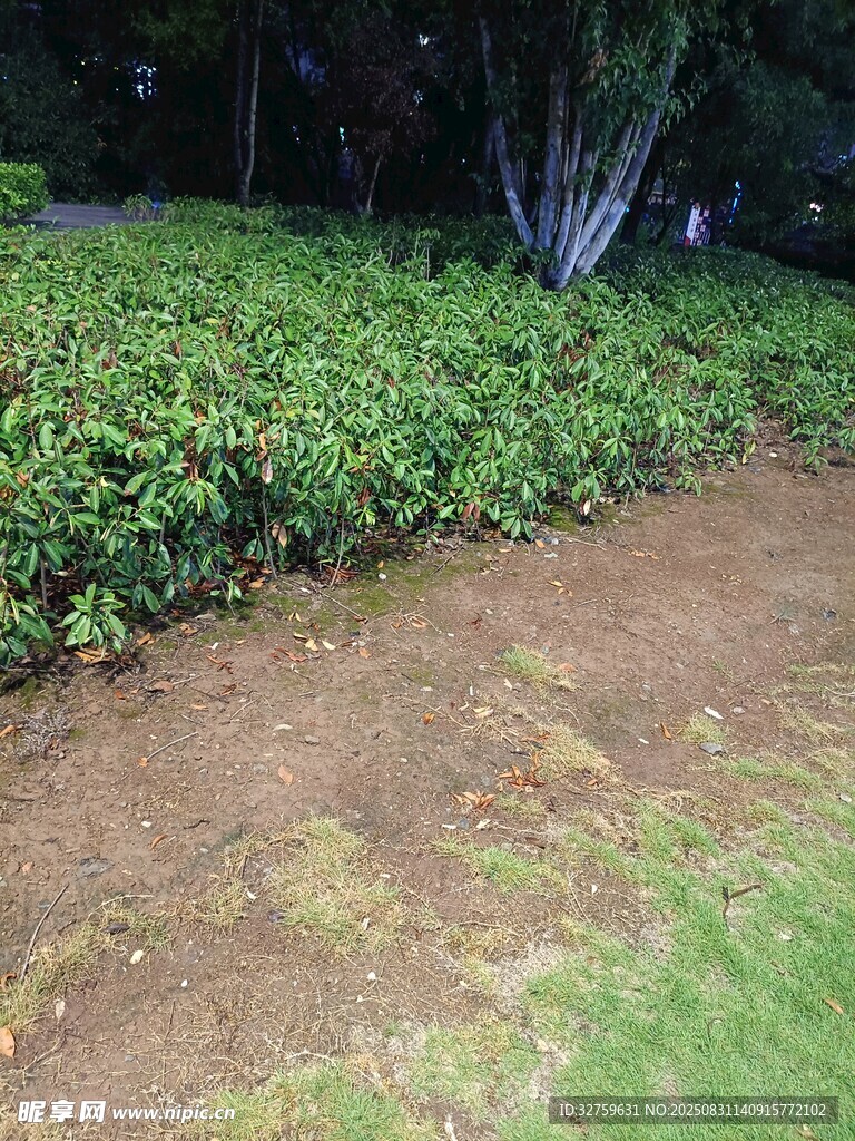绿化带旁的裸露土地