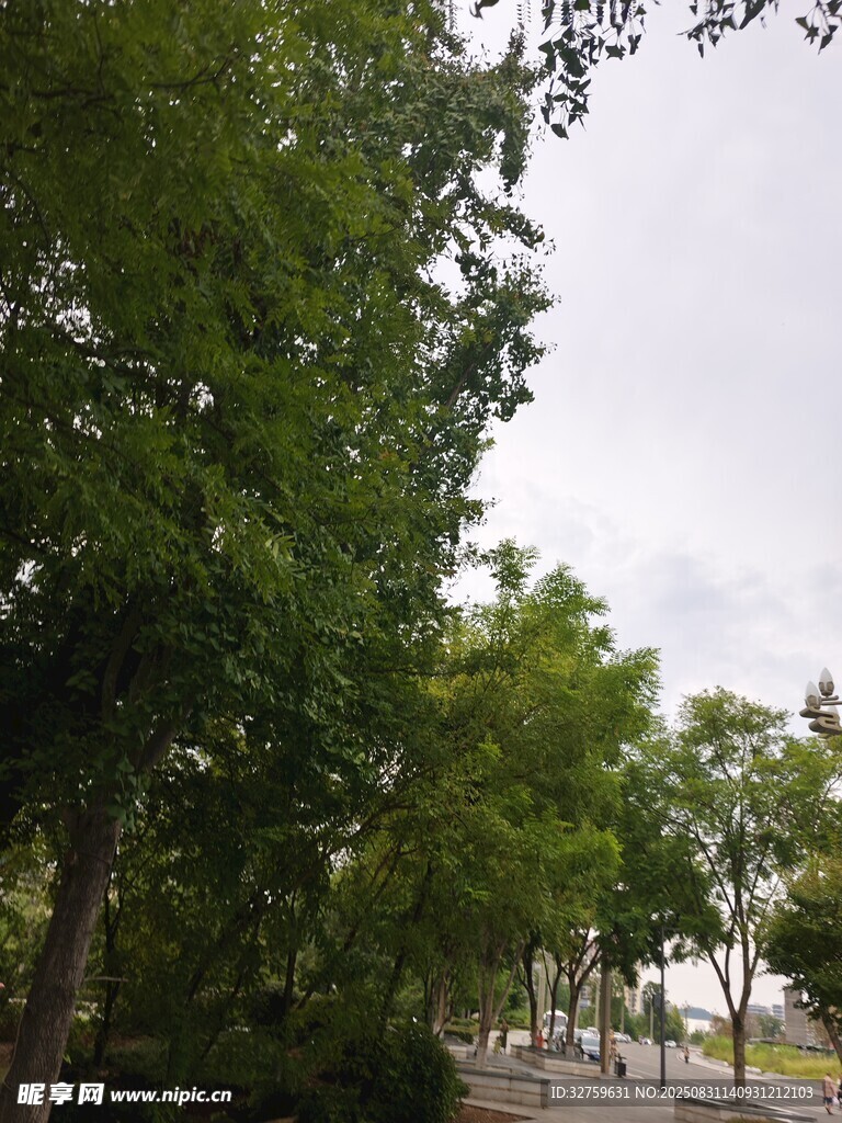 绿树成荫的街道景象