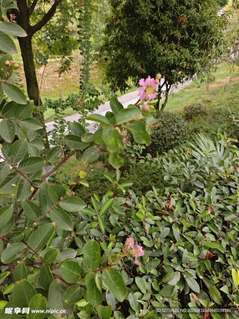 花园中的娇艳花朵与绿植
