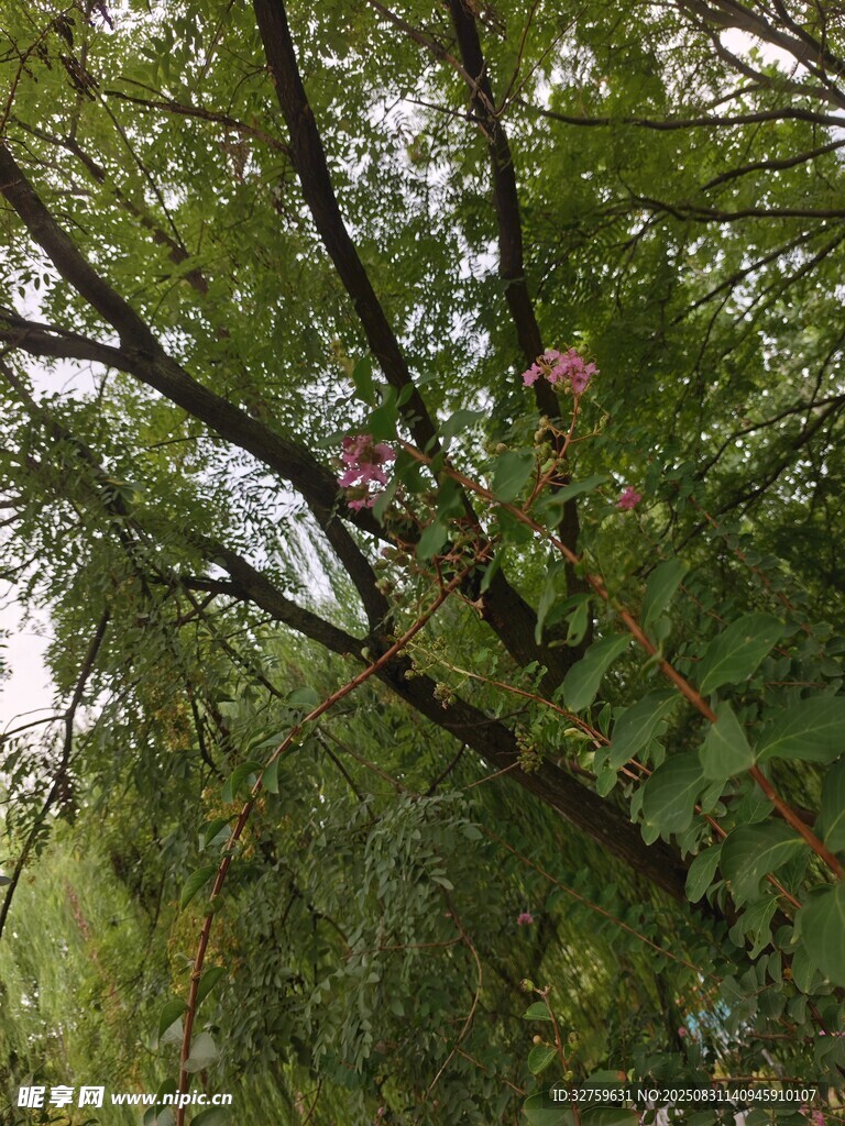 繁茂树枝间绽放的花朵