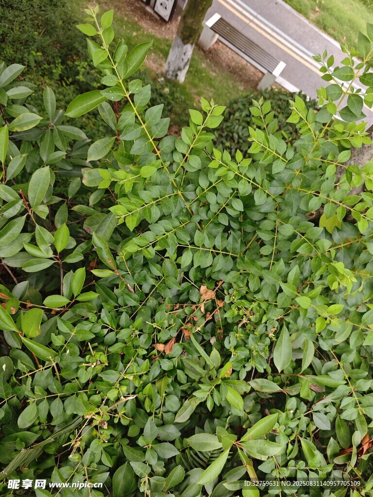 繁茂绿植景观
