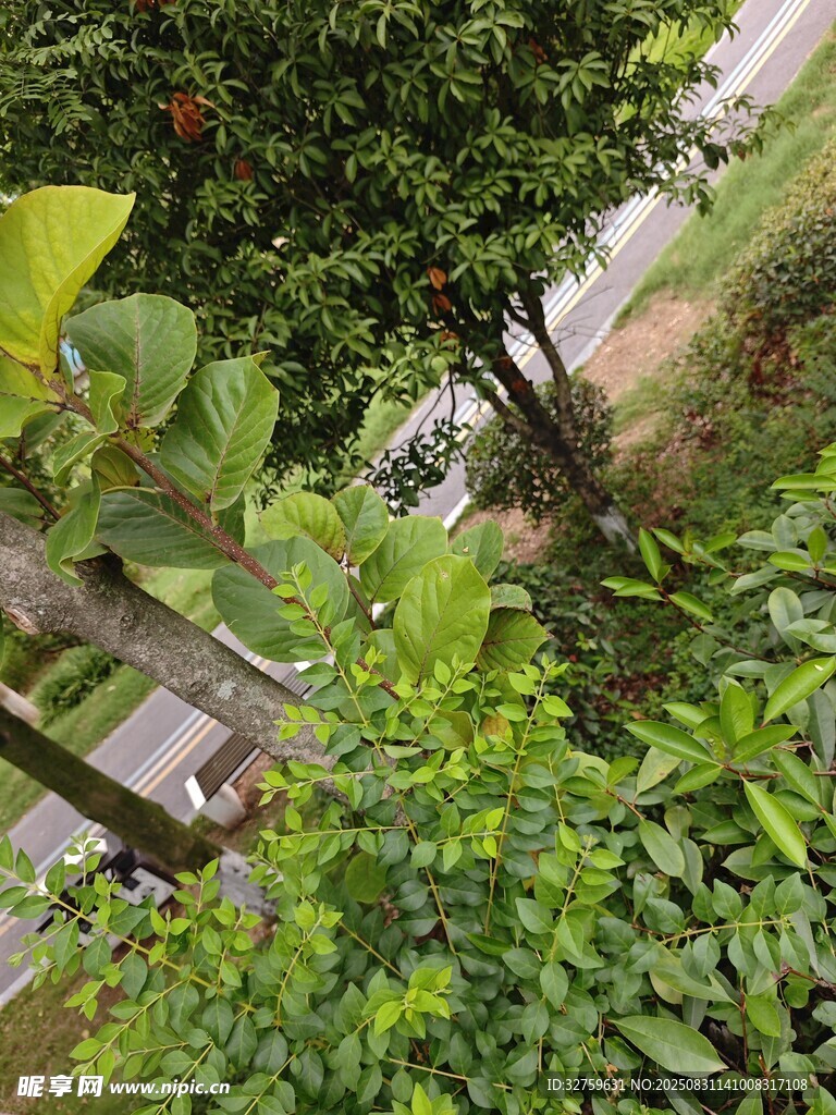 繁茂绿植中的隐秘小道