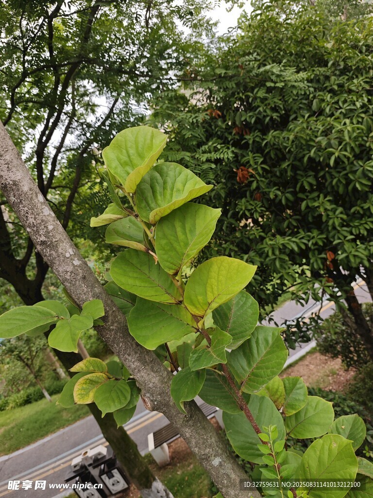 绿叶繁茂的树枝景象
