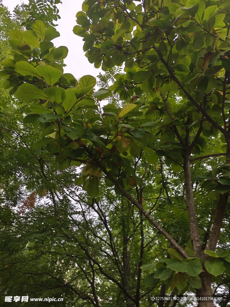 繁茂绿树