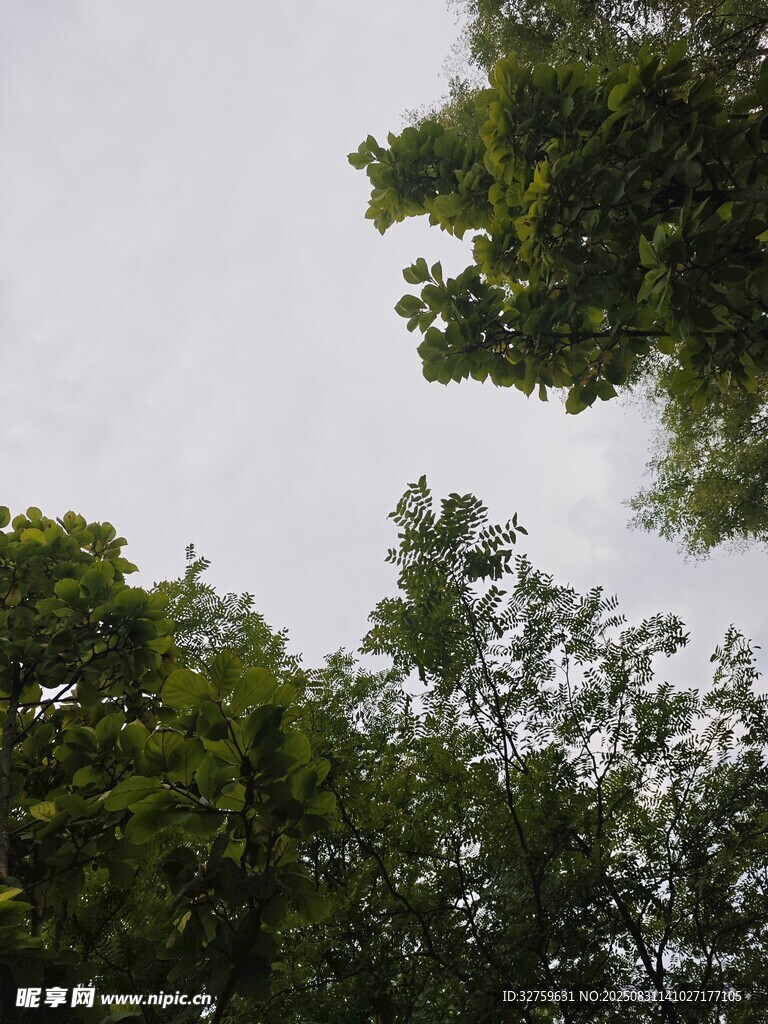 仰视茂密树冠