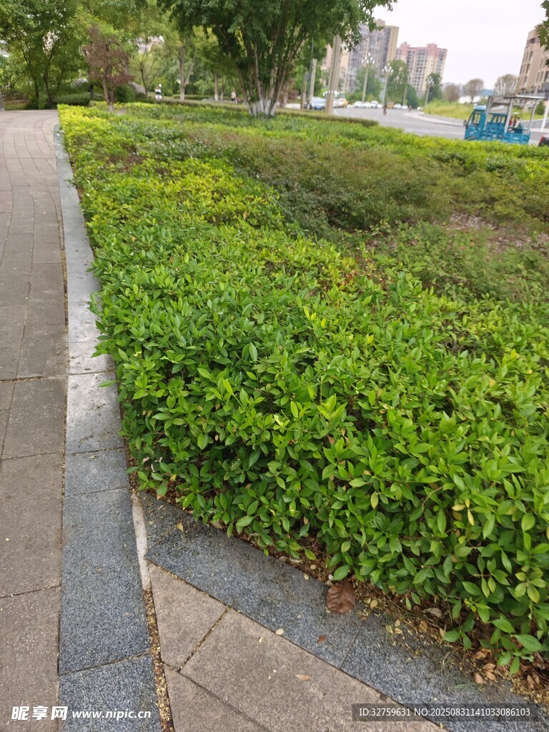 路边翠绿繁茂的灌木丛