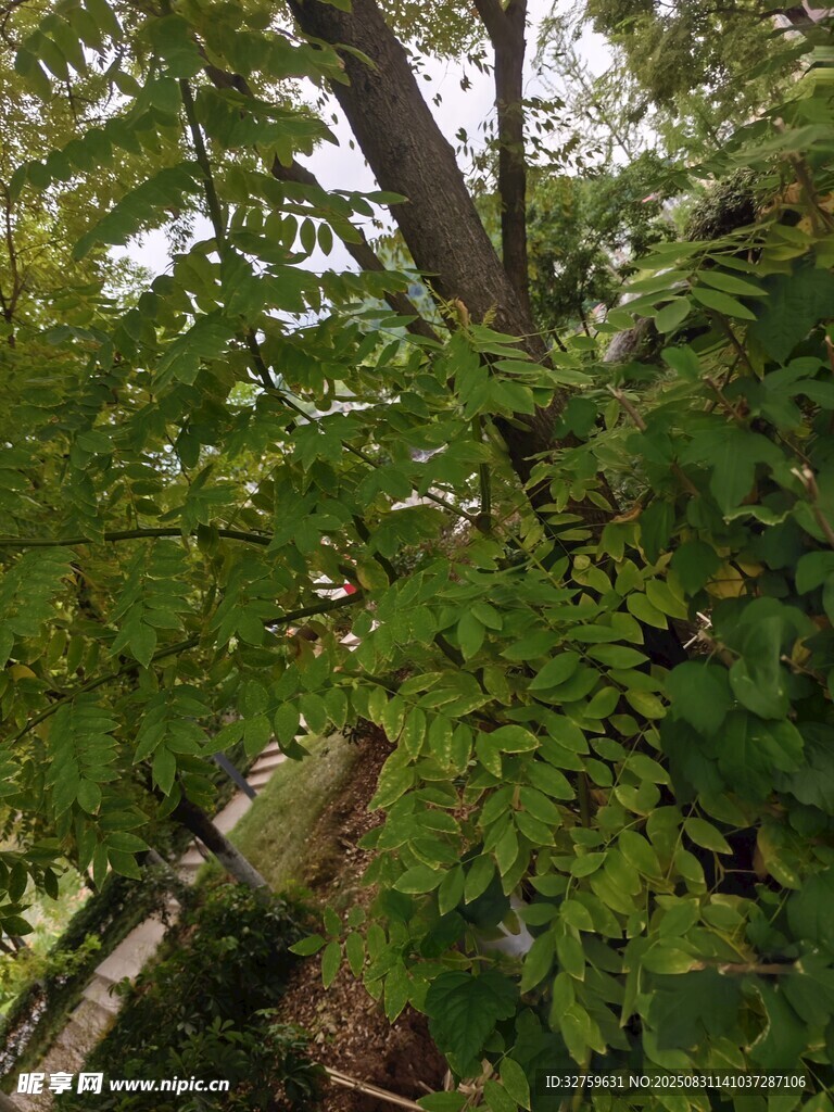 繁茂绿树