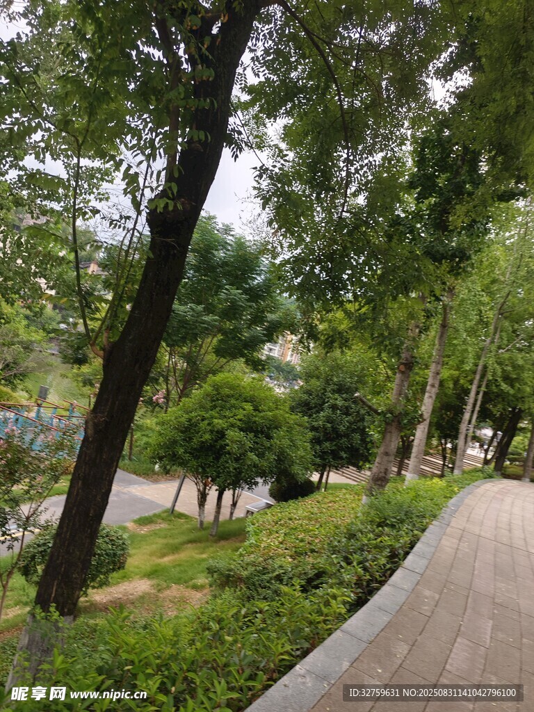 城市林荫小道景观