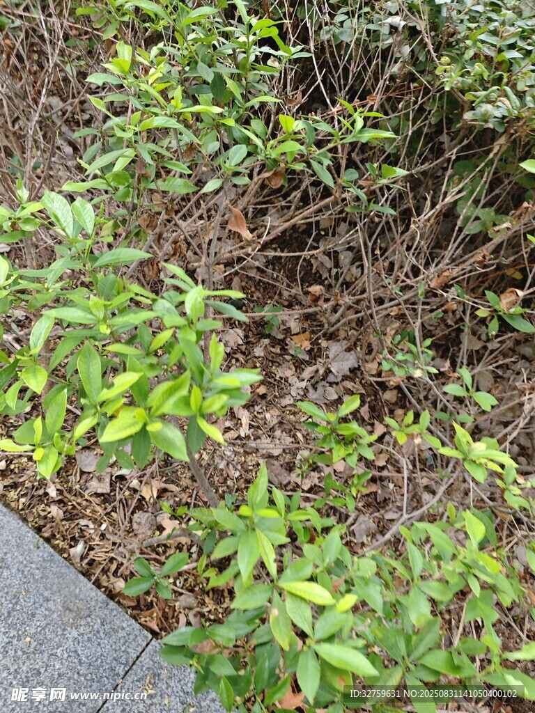 路边绿植景观