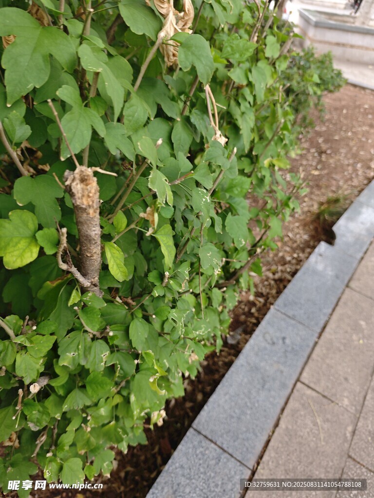路边绿植景观