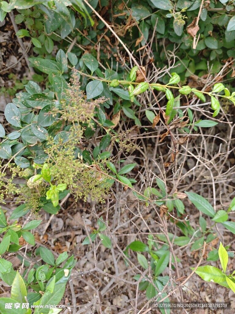 地面绿植与枯枝景象