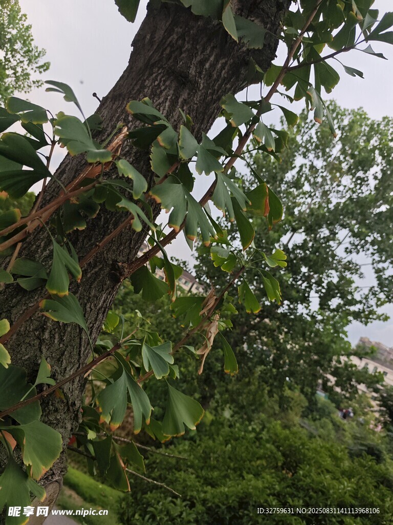 繁茂树枝与绿叶的景致