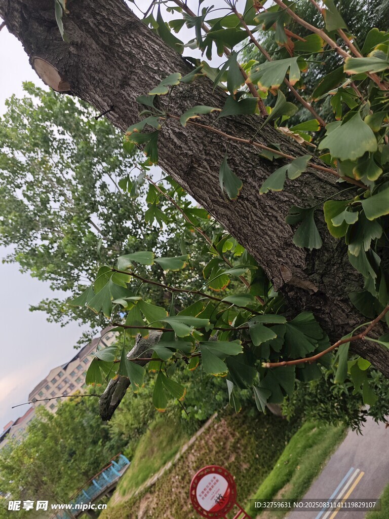倾斜大树与路边景致